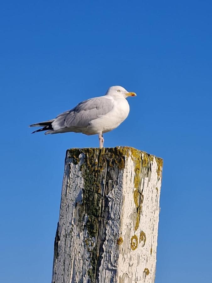 Fewo Mit Meerblick - Direktzugang Zur Nordsee Daire Wilhelmshaven Dış mekan fotoğraf